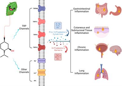 Cold stimuli, hot topic: An updated review on the biological activity of menthol in relation to inflammation